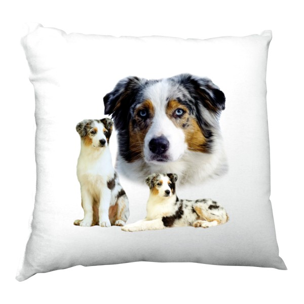 Australský ovčák - blue merle