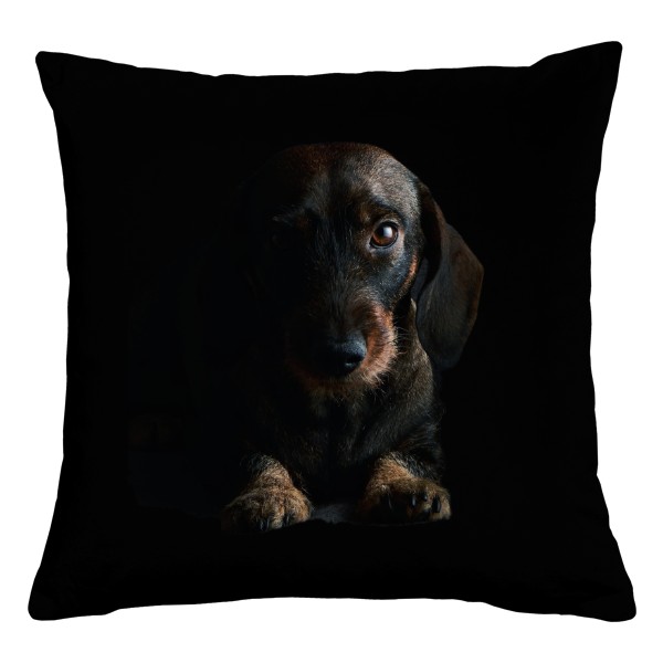 Drsnosrstý Jezevčík